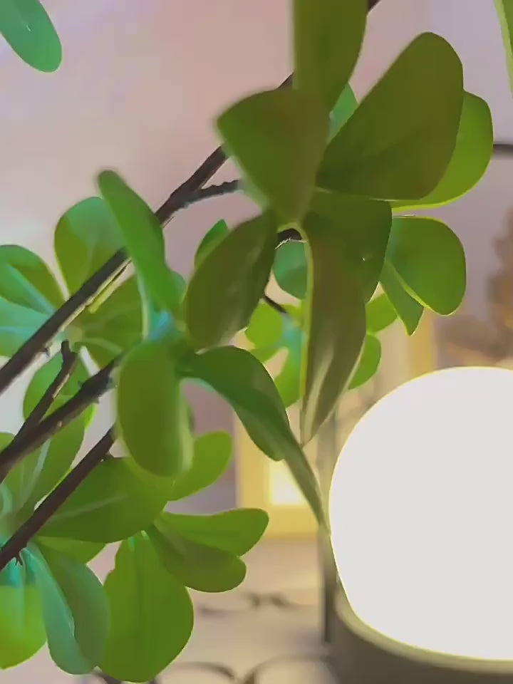 PALERILL AM0164 product video