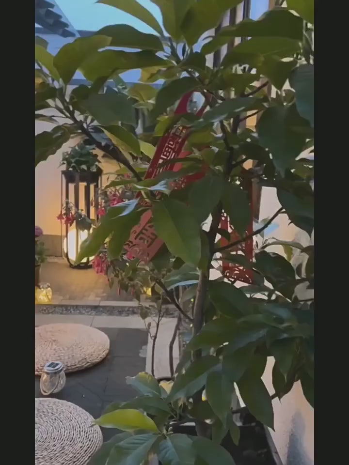 PALERILL HC-708871326339 video 01